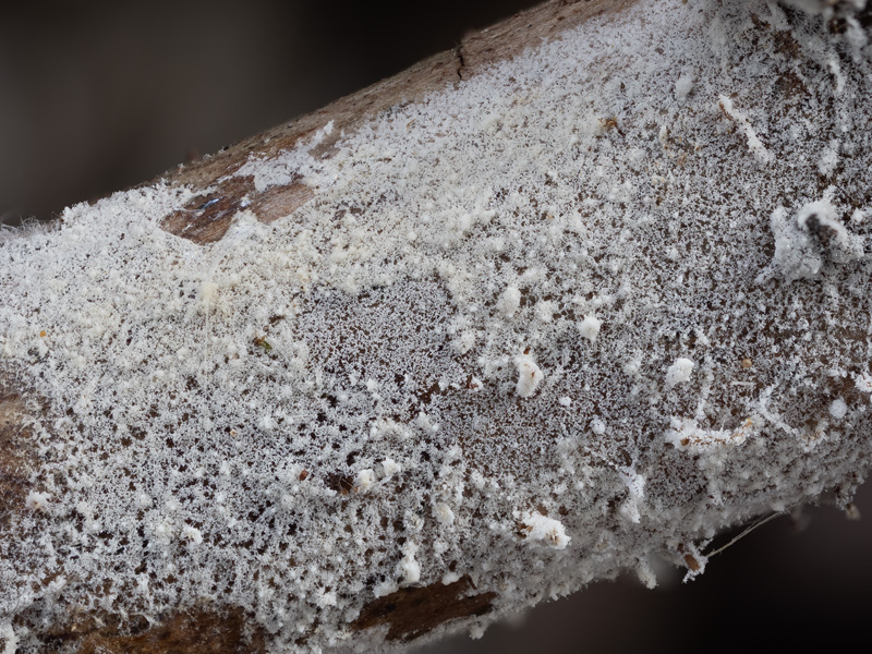 Xylodon detriticus Xylodon detriticus